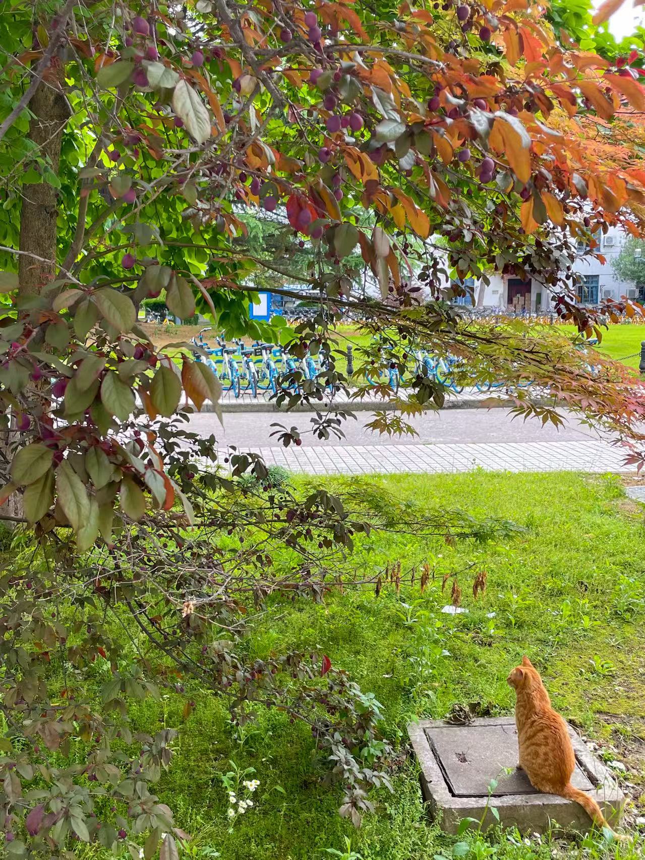 22年卫生间外的橘猫-iPhone12Pro