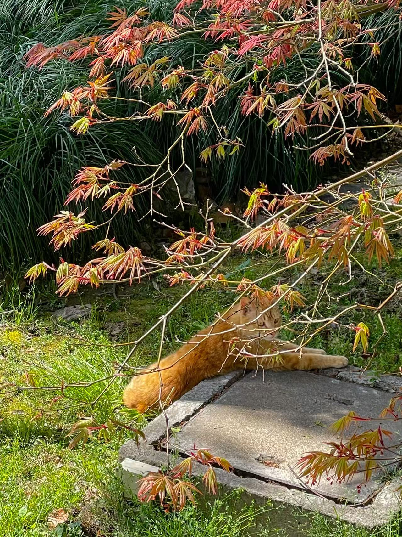 22年卫生间外的橘猫-iPhone12Pro