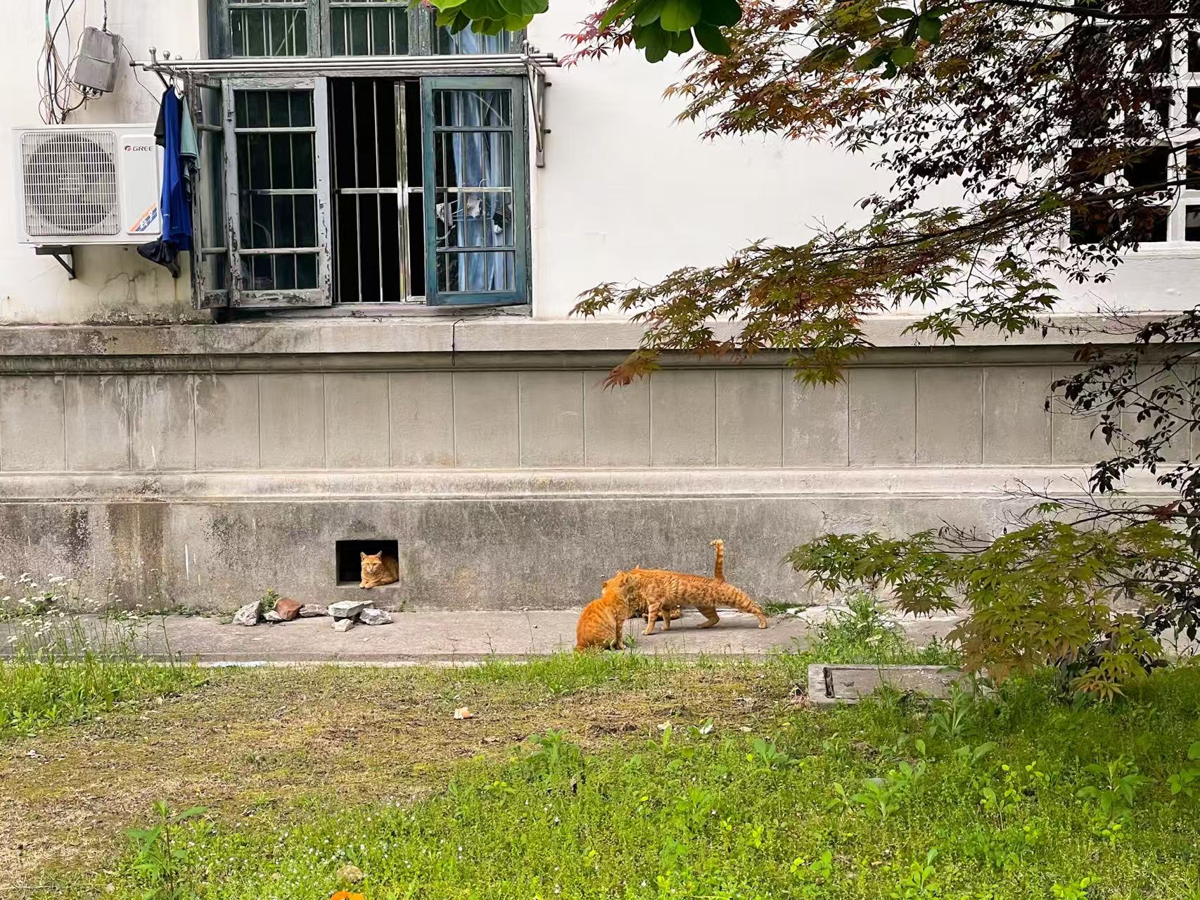 22年卫生间外的橘猫-iPhone12Pro